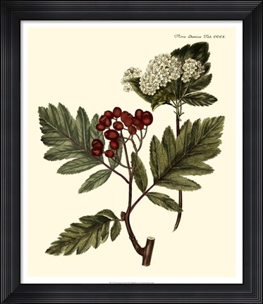 Framed Hawthorne Tree Print