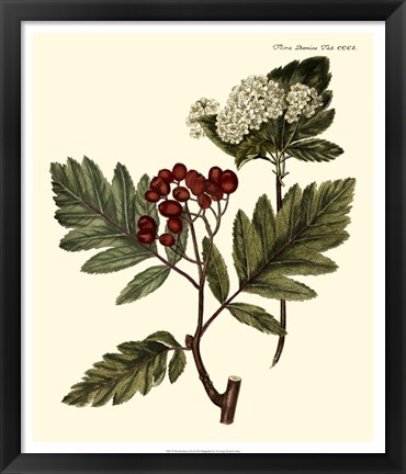 Framed Hawthorne Tree Print