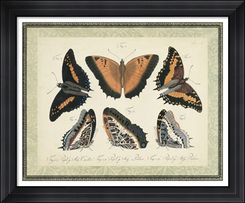 Framed Bookplate Butterflies Trio I Print