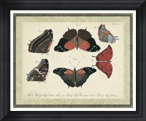 Framed Bookplate Butterflies Trio II Print