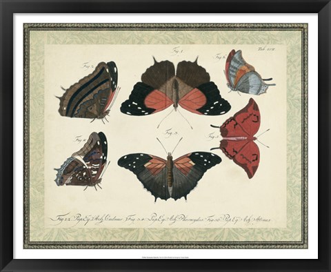 Framed Bookplate Butterflies Trio II Print