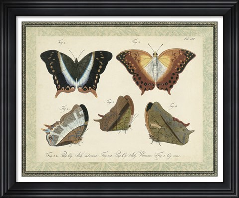 Framed Bookplate Butterflies Trio III Print
