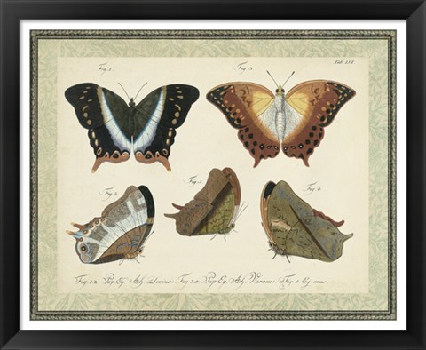 Framed Bookplate Butterflies Trio III Print