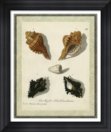 Framed Bookplate Shells I Print