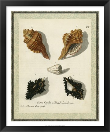 Framed Bookplate Shells I Print