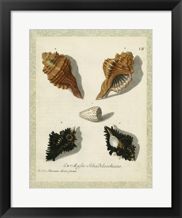 Framed Bookplate Shells I Print