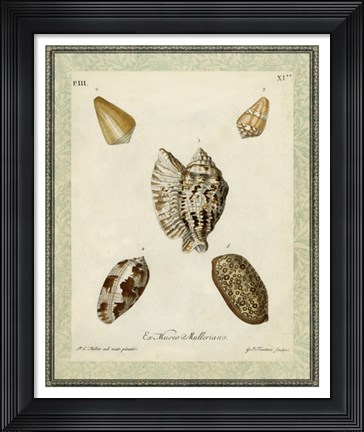 Framed Bookplate Shells II Print