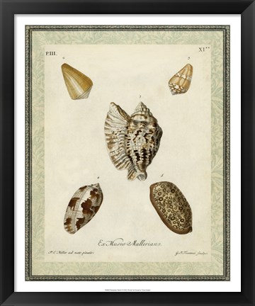 Framed Bookplate Shells II Print