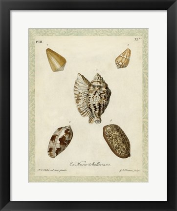 Framed Bookplate Shells II Print