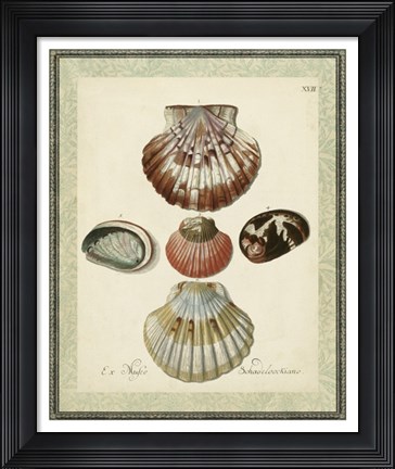Framed Bookplate Shells III Print