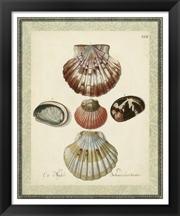 Framed Bookplate Shells III Print