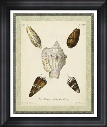 Framed Bookplate Shells IV Print
