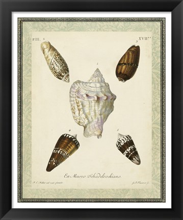Framed Bookplate Shells IV Print