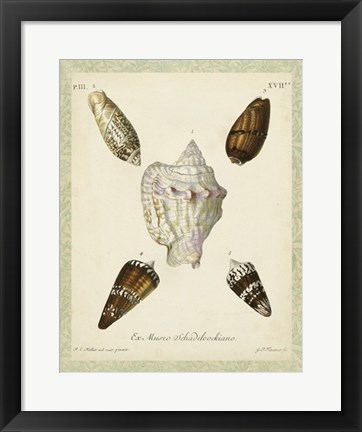 Framed Bookplate Shells IV Print