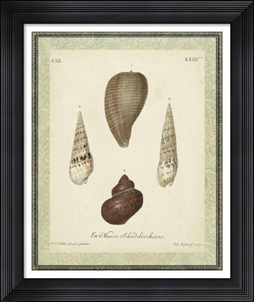 Framed Bookplate Shells V Print