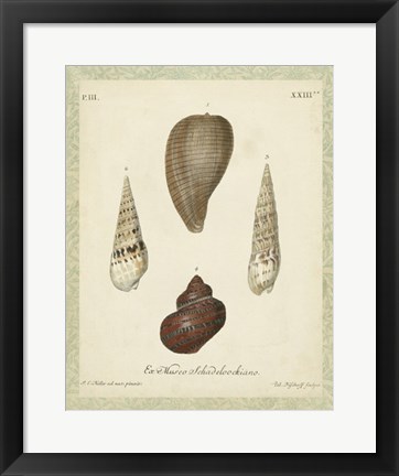 Framed Bookplate Shells V Print