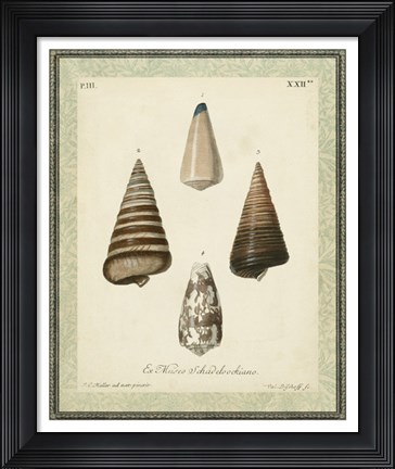 Framed Bookplate Shells VI Print