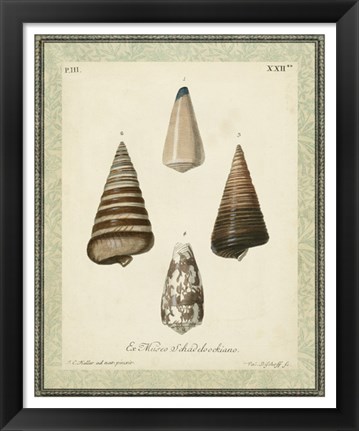 Framed Bookplate Shells VI Print