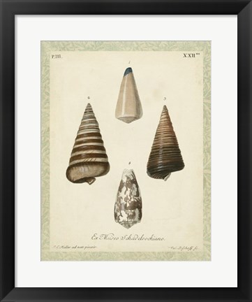 Framed Bookplate Shells VI Print