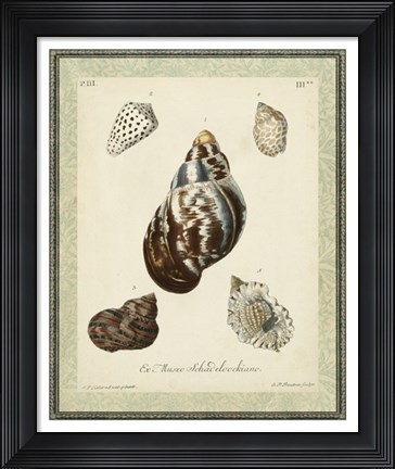 Framed Bookplate Shells VII Print