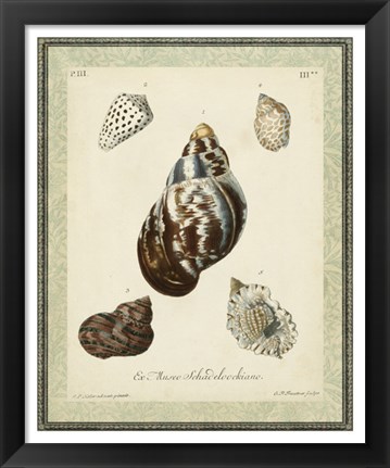 Framed Bookplate Shells VII Print