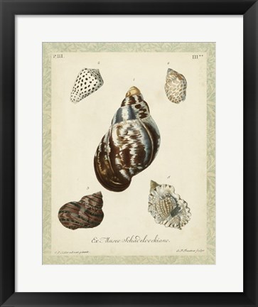 Framed Bookplate Shells VII Print