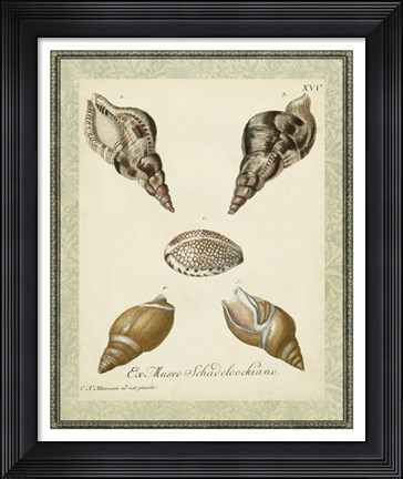 Framed Bookplate Shells VIII Print