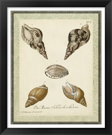 Framed Bookplate Shells VIII Print