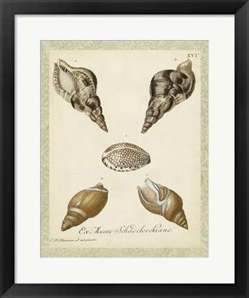 Framed Bookplate Shells VIII Print
