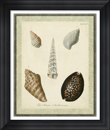 Framed Bookplate Shells IX Print