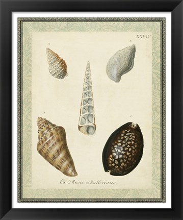 Framed Bookplate Shells IX Print