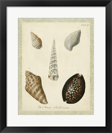 Framed Bookplate Shells IX Print