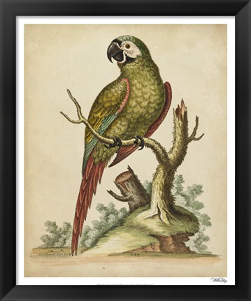 Framed Paradise Parrots II Print