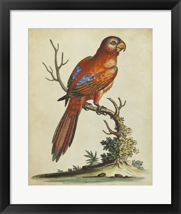 Framed Paradise Parrots III Print