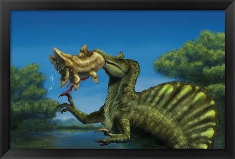 Framed Spinosaurus dinosaur fishing Mawsonias in a mangrove Print