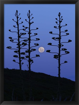 Framed moon rising between agave trees, Miramar, Argentina Print