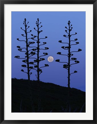 Framed moon rising between agave trees, Miramar, Argentina Print