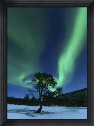 Framed Aurora Borealis Over a Tree Troms, Norway Print