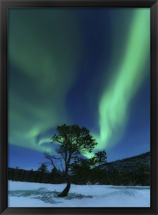 Framed Aurora Borealis Over a Tree Troms, Norway Print