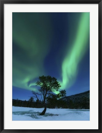 Framed Aurora Borealis Over a Tree Troms, Norway Print