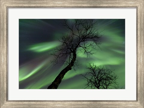 Framed Northern Lights with trees in the arctic wilderness, Nordland, Norway Print