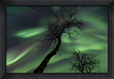 Framed Northern Lights with trees in the arctic wilderness, Nordland, Norway Print