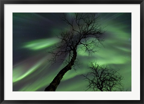 Framed Northern Lights with trees in the arctic wilderness, Nordland, Norway Print