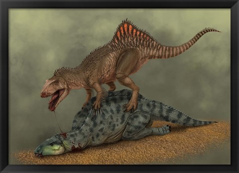 Framed Concavenator kills a young iguanodon dinosaur Print