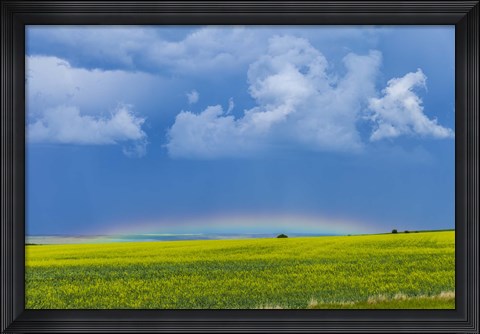 Framed low altitude rainbow visible over the yellow canola field, Gleichen, Alberta, Canada Print