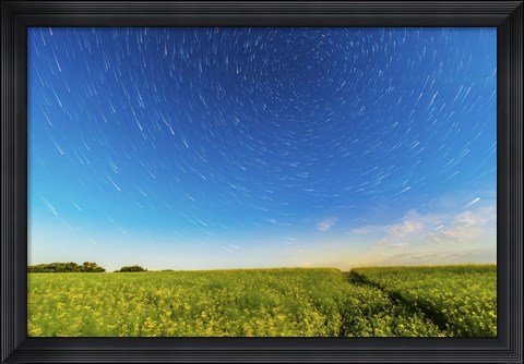 Framed Circumpolar star trails over a canola field in southern Alberta, Canada Print