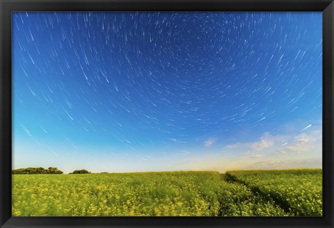 Framed Circumpolar star trails over a canola field in southern Alberta, Canada Print