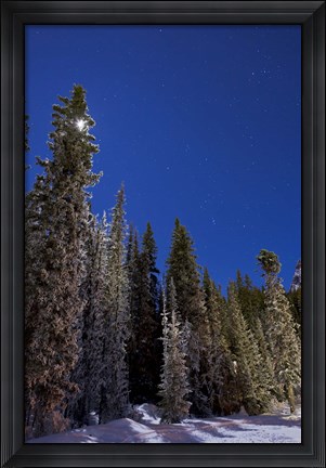 Framed Orion constellation above winter pine trees in Alberta, Canada Print