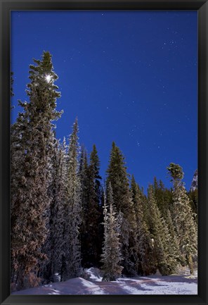 Framed Orion constellation above winter pine trees in Alberta, Canada Print