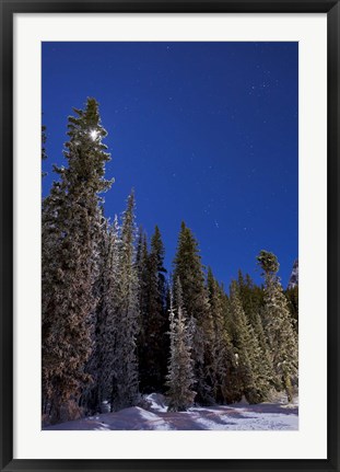 Framed Orion constellation above winter pine trees in Alberta, Canada Print